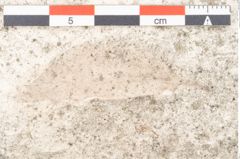 Foto (Detailansicht) von Cinnamomum lanceolatum Unger (NHMW-GEO-2024-0188-8132)